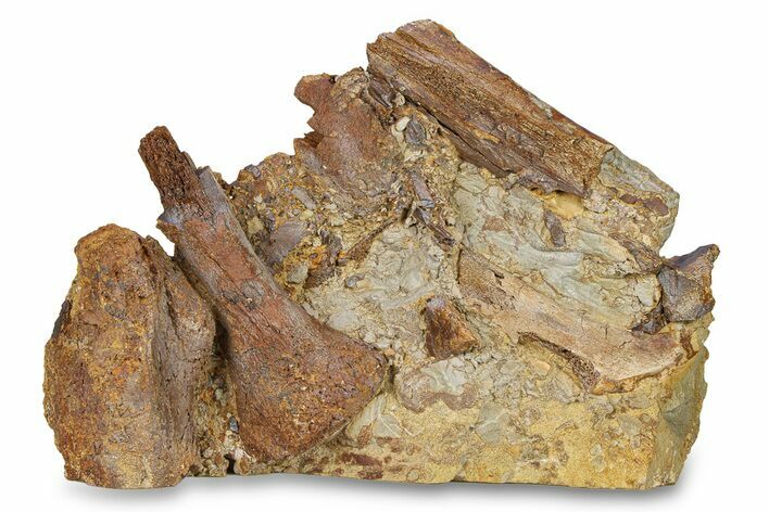 Fossil Dinosaur Teeth, Bones & Tendons in Sandstone - Wyoming #292583